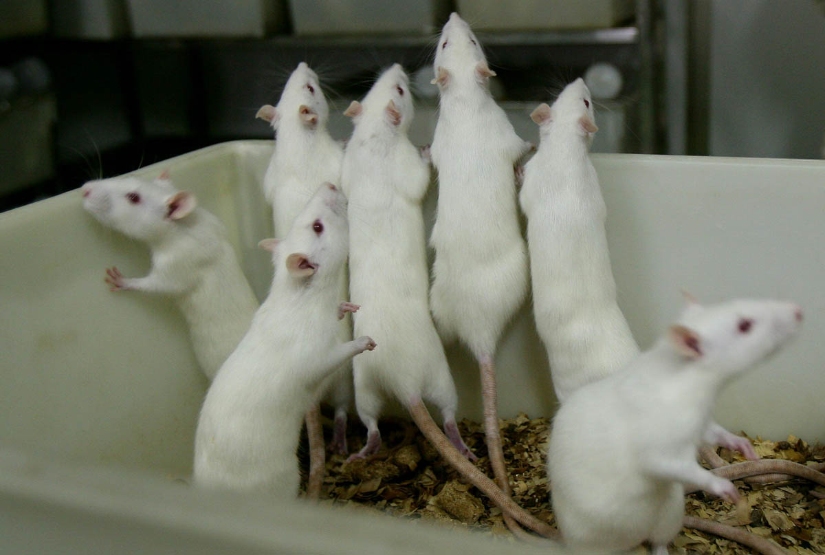 Rats And Mice In A Medical School Laboratory